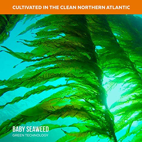 Organic Kombu Kelp Flakes - Young Baby Seaweed Grown In North At