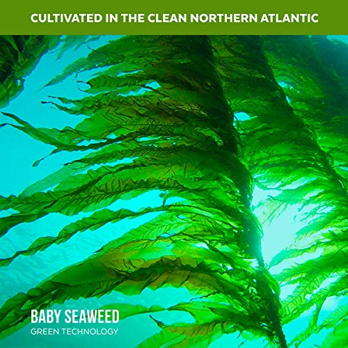 Organic Wakame Flakes - Young Baby Pure Seaweed Grown In North A