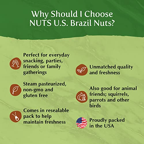 Nuts U.S. – Brazil Nuts | Shelled Whole Kernels | Raw And Unsalt