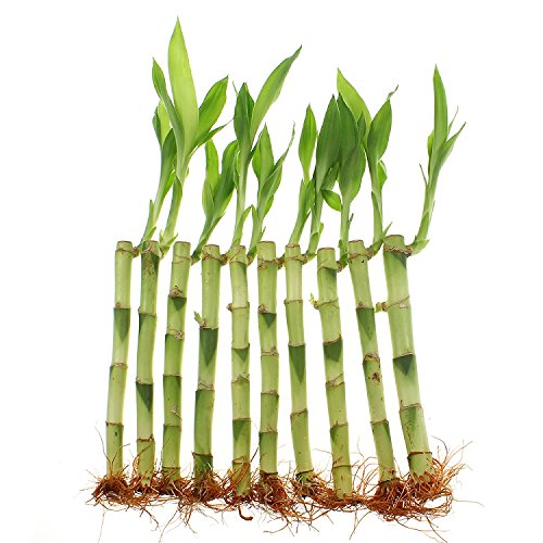 Live Lucky Bamboo Bundle Of 20 Stalks - 8 Inch Stalks - Live Ind