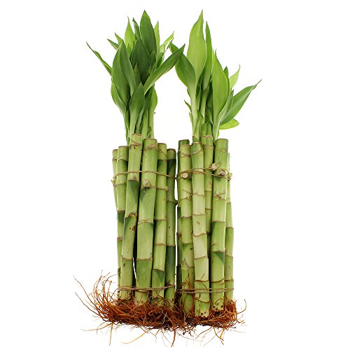 Live Lucky Bamboo Bundle Of 20 Stalks - 8 Inch Stalks - Live Ind