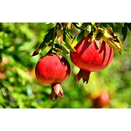 OFLORALE Pomegranate Molasses, 12.35 oz, 100% Natural, No Added ...