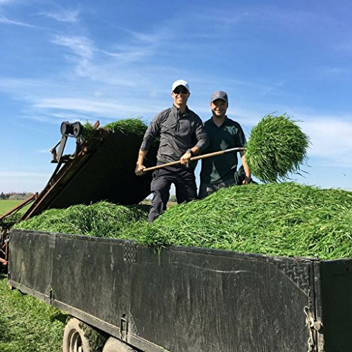 On Target Living Wheatgrass Juice - 100 Fl Ozs - $1.89 Per Oz - ...