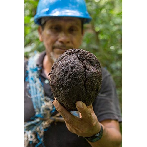 Organic Brazil Nuts - Oven-Dried, Unsalted, Fair Trade - 8 Oz. -