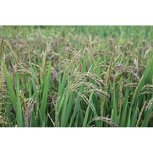 Onetang Organic Steamed Black Rice No Additives Gluten-Free And