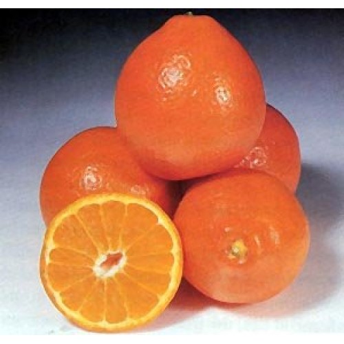 Oranges Large Fresh Fruit Produce 4 Pound Bag