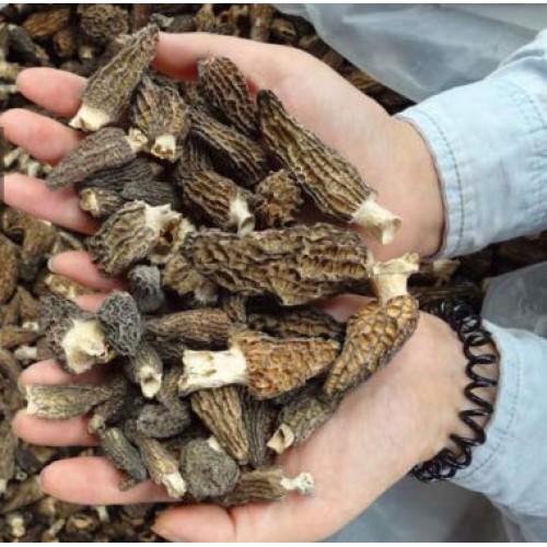 Dried Morel Mushrooms 1 Lb.