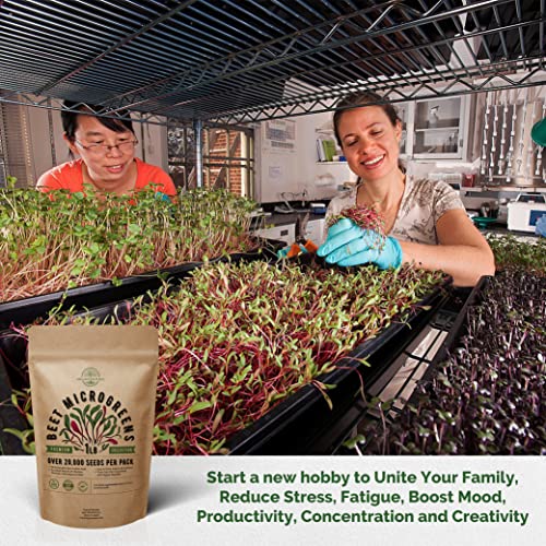 Beet Sprouting & Microgreens Seeds - Non-GMO, Heirloom Sprout Se...