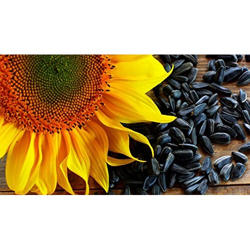 Exclusive Sunflower Seeds Ot Martina 500Gr