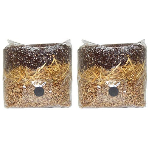 All In One Mushroom Grow Bag 2 Pack