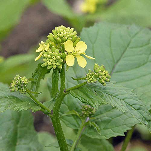 Outsidepride Brassica Nigra Black Mustard Herb Garden Plants Use...