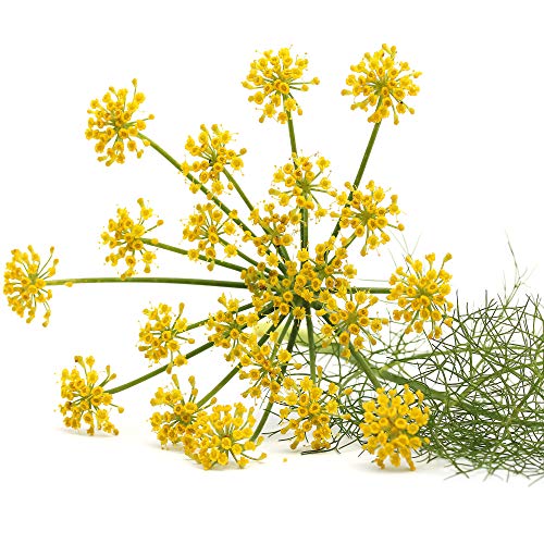 Outsidepride Foeniculum Vulgare Fennel Herb Garden Plants Where ...