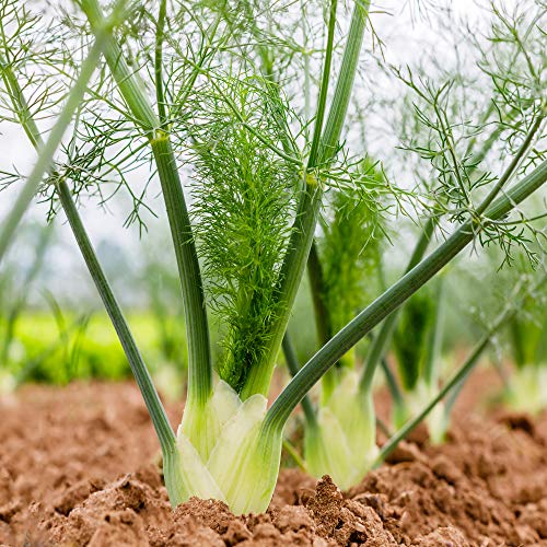 Outsidepride Foeniculum Vulgare Fennel Herb Garden Plants Where ...