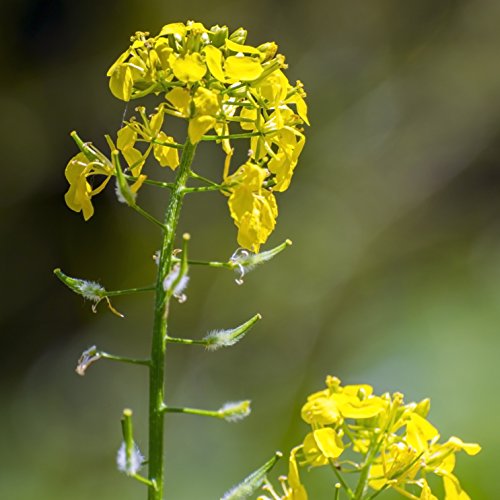 Outsidepride Sinapis Alba Yellow Mustard Culinary Herb Garden Pl...