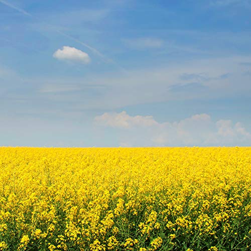 Outsidepride Sinapis Alba Yellow Mustard Culinary Herb Garden Pl...