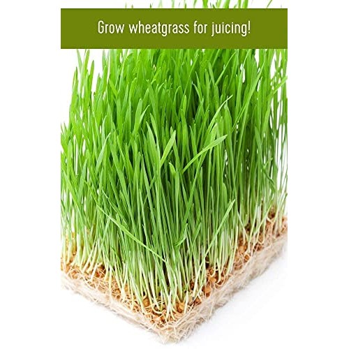 Non-Gmo Project Verified Hard Red Spring Wheat | 100% Non-Irradi