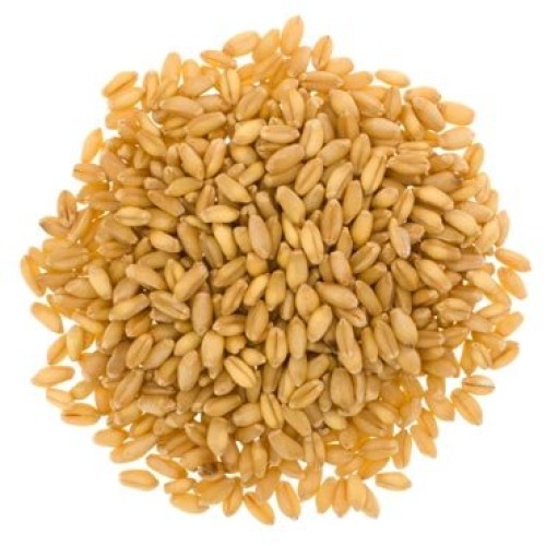 Hard White Wheat • Soft White Wheat • Hard Red Spring Wheat • No