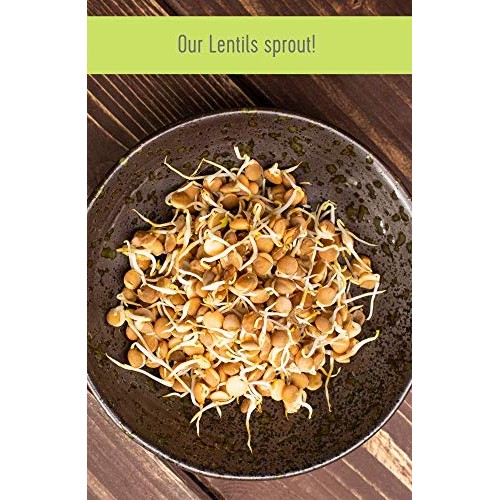 Small Brown Lentils • Pardina Or Spanish Brown • 100% Desiccant