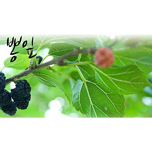 Organic Natural Pure Mulberry Leaf Extract Powder -10.58 Ounce ...