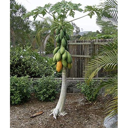 50 Papaya Séẹds - Hawaiian Strawberry Papaya Séẹds For Gardening