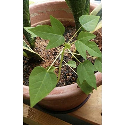 50 Papaya Séẹds - Hawaiian Strawberry Papaya Séẹds For Gardening