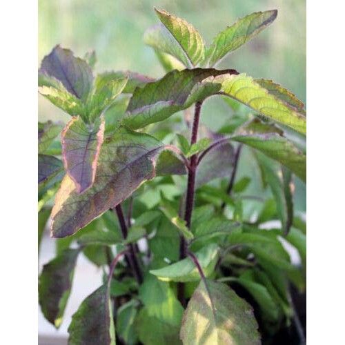 Papcool 450+ Thai Red Holy Basil Séẹds - Krishna Tulsi - Ocimum