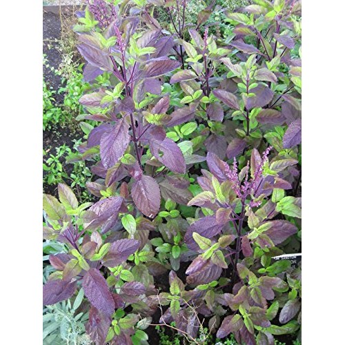 Papcool 450+ Thai Red Holy Basil Séẹds - Krishna Tulsi - Ocimum