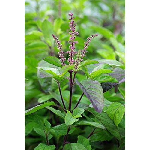 Papcool 450+ Thai Red Holy Basil Séẹds - Krishna Tulsi - Ocimum
