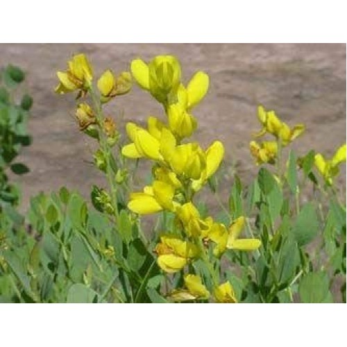 Papcool Baptisia Sphaerocarpa Lemon Meringue 25 Séẹds For Plạn