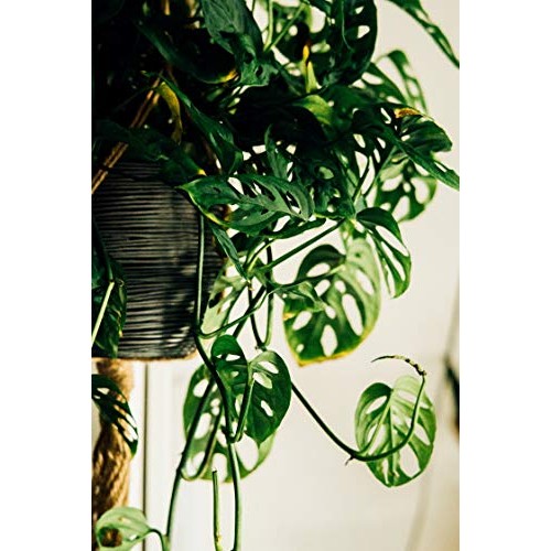Papcool Monstera~ Swiss Cheese Plant~1 Plạnt 2 To 3 Leạves