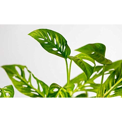 Papcool Mostera Friedrichsthalii Swiss Cheese Lịve Vine Plạnt Fo