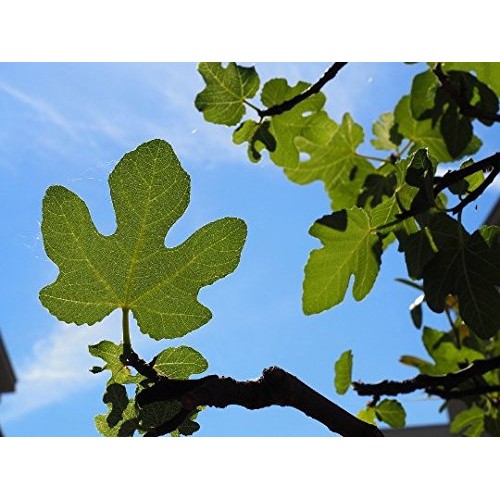 60 Grams Of Ground Fig Dried Leaves. Fig Leaf Tea, Dried Herbs,