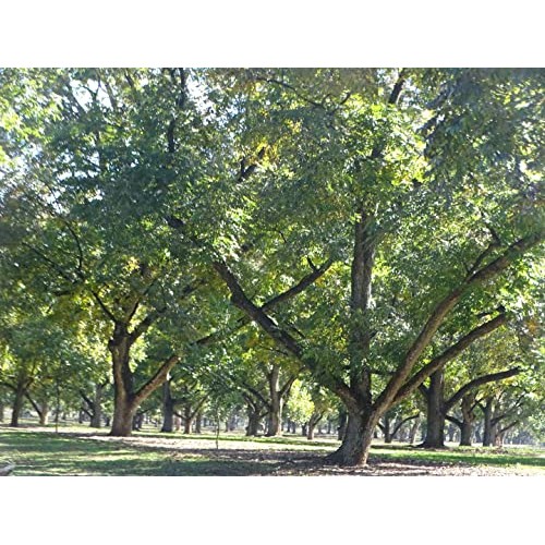 In-Shell Georgia Pecans 5 lb