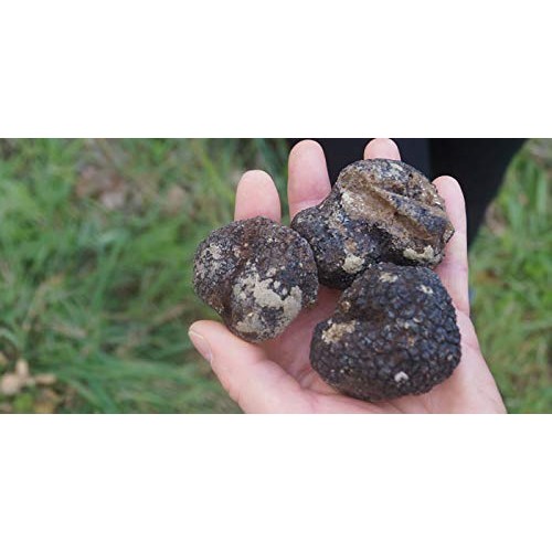 Black Summer Truffle Tuber Aestivum Luxury Gourmet Food Sauce Pa
