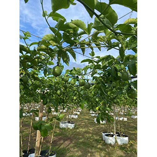 Pf Farm Mix Size Dark Purple Fresh Ripe Passion Fruit Florida No