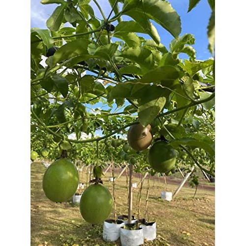 Pf Farm Mix Size Dark Purple Fresh Ripe Passion Fruit Florida No