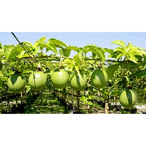 Pf Farm Mix Size Dark Purple Fresh Ripe Passion Fruit Florida No