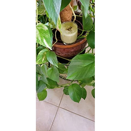 Pinnacle Matcha Chai Latte Powder - Organic Ceremonial Grade Mat...