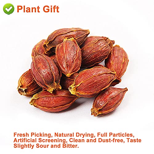 PlantGift Gardenia Fruit 100G/3.52oz Chinese Herbal Tea Yellow G...