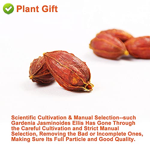 PlantGift Gardenia Fruit 100G/3.52oz Chinese Herbal Tea Yellow G...