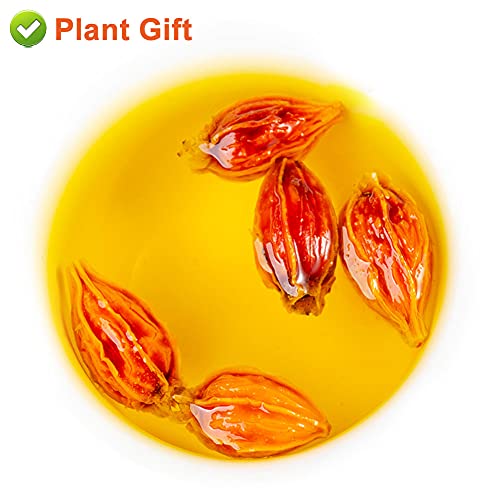 PlantGift Gardenia Fruit 100G/3.52oz Chinese Herbal Tea Yellow G...