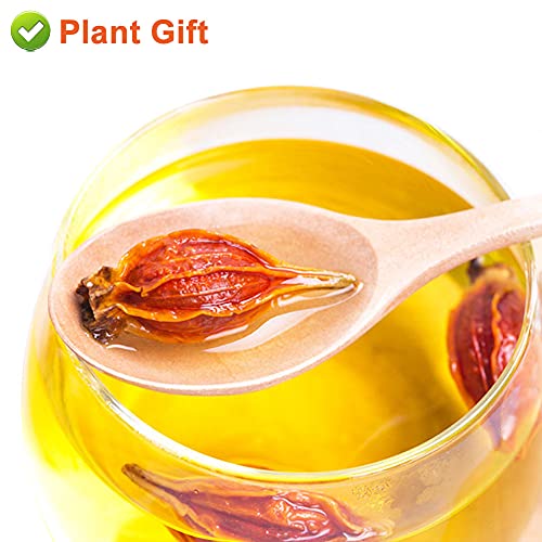 PlantGift Gardenia Fruit 100G/3.52oz Chinese Herbal Tea Yellow G...