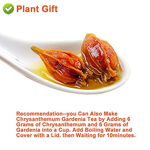 PlantGift Gardenia Fruit 100G/3.52oz Chinese Herbal Tea Yellow G...