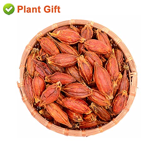 PlantGift Gardenia Fruit 100G/3.52oz Chinese Herbal Tea Yellow G...