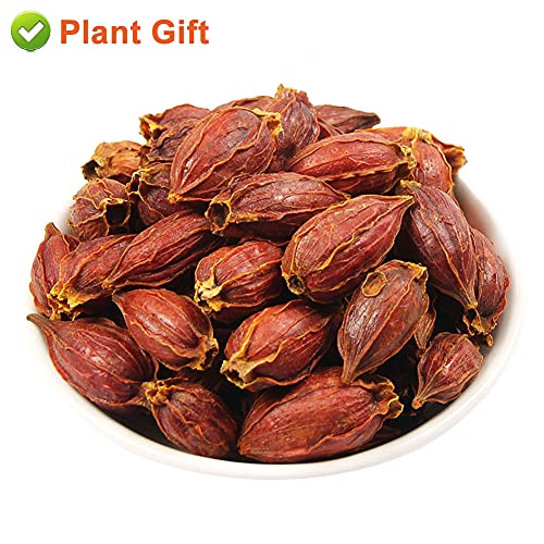PlantGift Gardenia Fruit 100G/3.52oz Chinese Herbal Tea Yellow G...