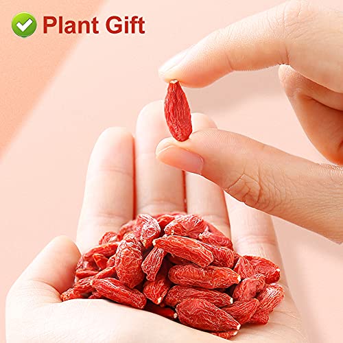 Plantgift Goji Berries 125G/4.4Oz 枸杞 For Baking &Amp; Teas, Smooth