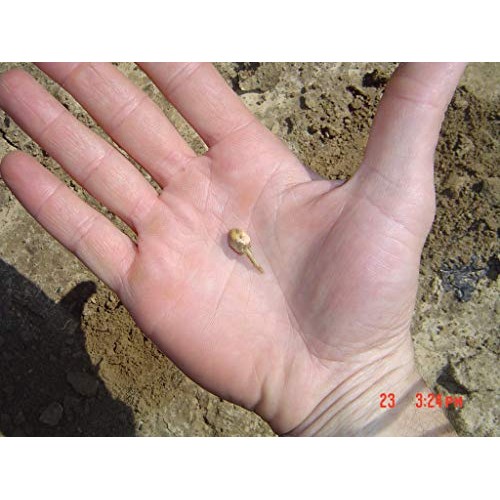 Gourmet Cheese Popcorn Bulk/Wholesale 5 Gal 90 Cups 60 Oz Free S