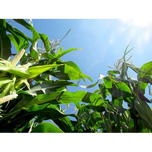 Preferred Popcorn Natural Microwave Popcorn, 36 Pack, Non-Gmo 10