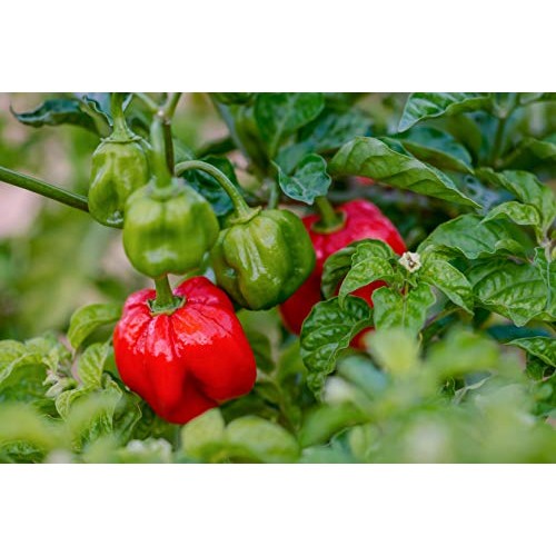 Walkerswood Jonkanoo Pepper Sauce Bundle 2 Pack - 6 Fl Oz 185