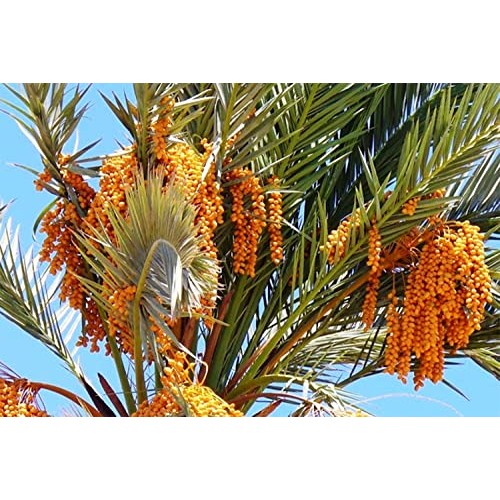 California Medjool Dates Fresh Harvest Recloslable Bags Naturall